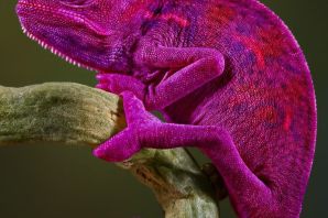 Фиолетовая игуана