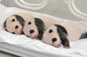 Маленькие детеныши панды