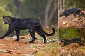 Черный леопард меланист