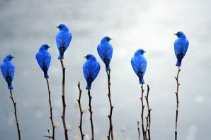 Голубая грандала птица