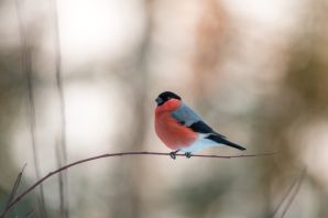 Зимняя птичка с красной грудкой