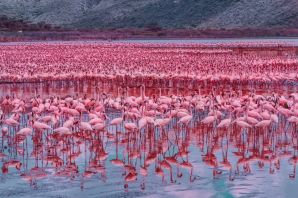 Фламинго в африке