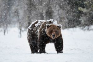 Медведь шатун зимой