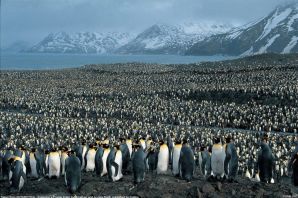 Миллион пингвинов