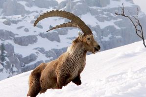 Алтайский горный козел