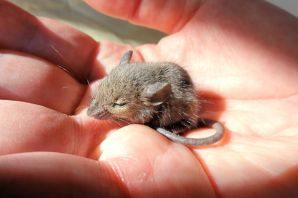 Крохотная мышь малютка