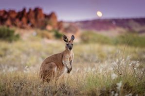 Животные австралии кенгуру