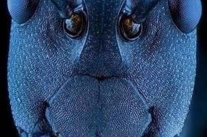 Лицо муравья через микроскоп