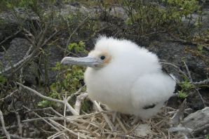 Странствующий альбатрос птенец