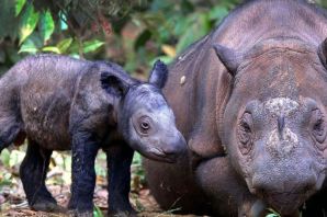 Суматранский носорог детеныш