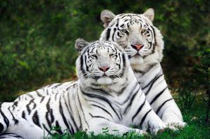 Бенгальский тигр обои