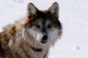 Косматый волк