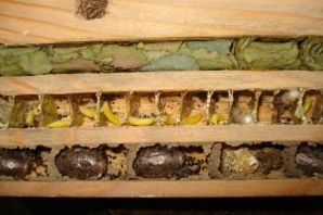 Гнездо пчелы листореза