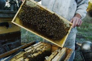Пчелы в улье