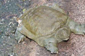 Китайская мягкопанцирная черепаха