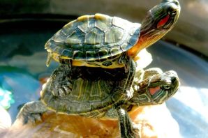 Черепашонок красноухой черепахи