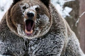 Огромный медведь шатун