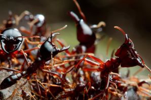 Кочевые муравьи сиафу