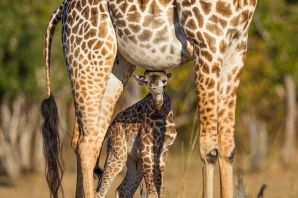 Родезийский жираф