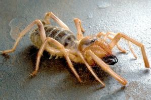 Волгоградский паук фаланга