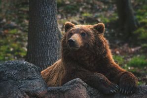 Бурый медведь в подмосковье