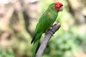 Красноголовый кольчатый попугай