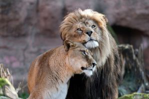 Лев и львица обои