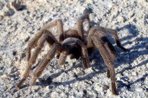 Кипрский тарантул паук волк