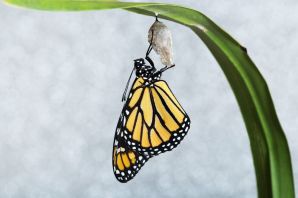 Кокон бабочки монарх