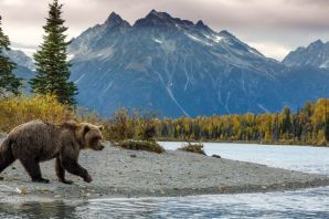 Медведь гризли в канаде