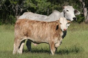 Полосатая порода коров
