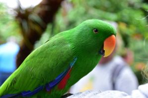 Зеленый попугай порода
