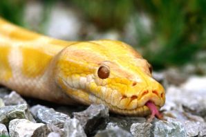 Змея полоз желтопуз