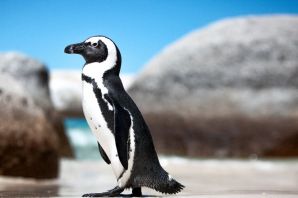 Очковый африканский пингвин