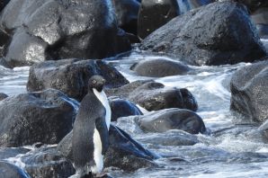 Новозеландские пингвины