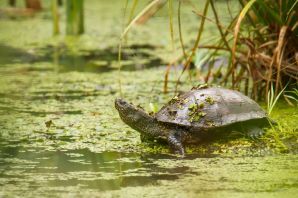 Белорусская болотная черепаха