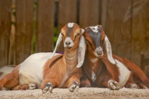 Нубийские козы с длинными ушами