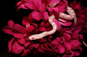 Змеи в цветах