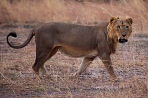 Сенегальский западноафриканский лев
