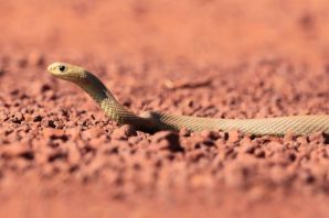 Пустынный тайпан змея