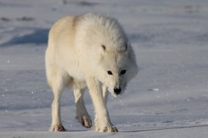 Тундровый арктический волк
