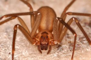 Чилийский паук отшельник