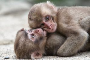 Две милые обезьянки