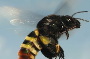 Крымская черная пчела