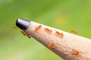 Самые маленькие муравьи
