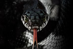 Черная кобра змея
