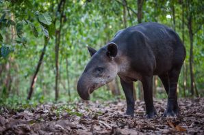 Тапир в южной америке