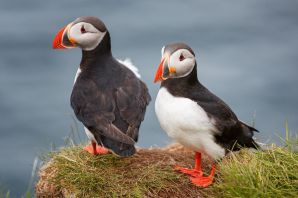 Птицы исландии с красным клювом