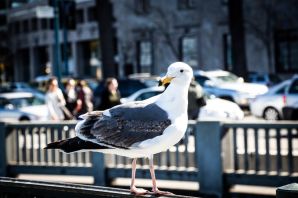 Птицы в городской среде