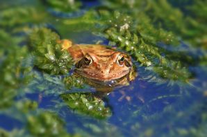 Травяная лягушка в воде